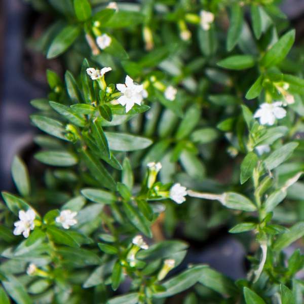 Cuphea Mexican Heather White