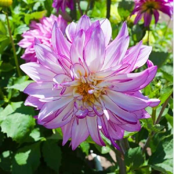 dahlia-darlin-abstract-fuchsia-dahlia-1689798927.jpg