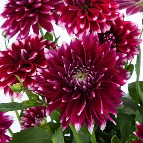 DAHLIA DARLIN BURGUNDY LACE