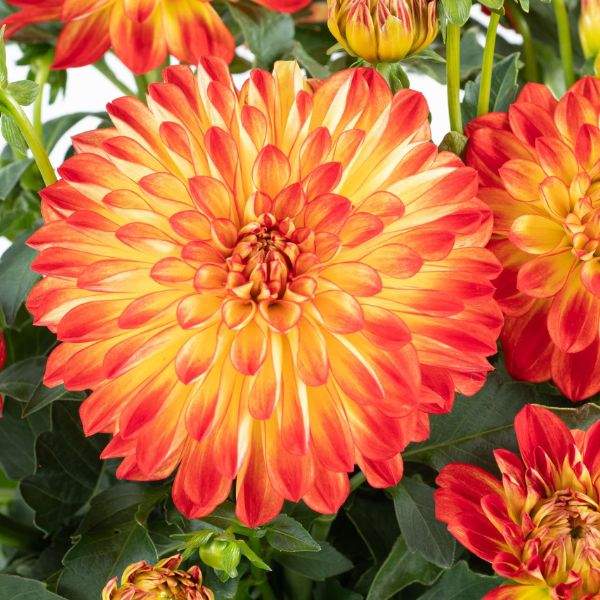 dahlia-darlin-orange-flare-dahlia-1659449584.jpg