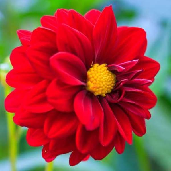 Dahlia Darlin Perfect Red