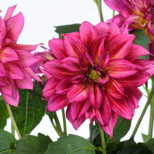 DAHLIA DARLIN RADIANT PINK
