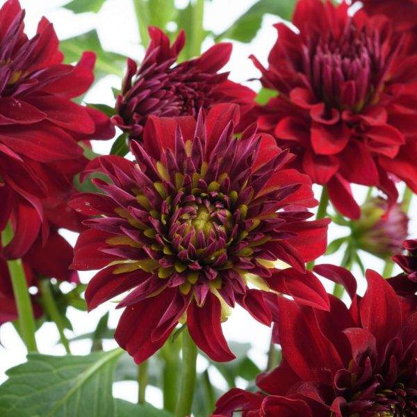 dahlia-darlin-ruby-dahlia-1659449598.jpg