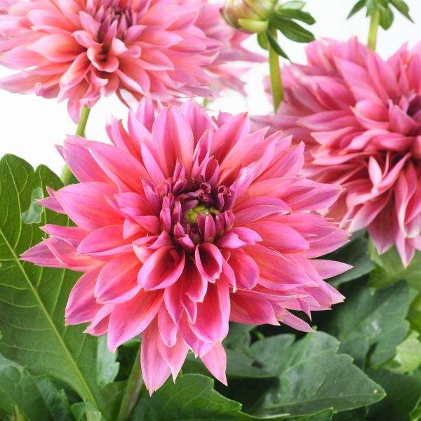 DAHLIA DARLIN SALMON