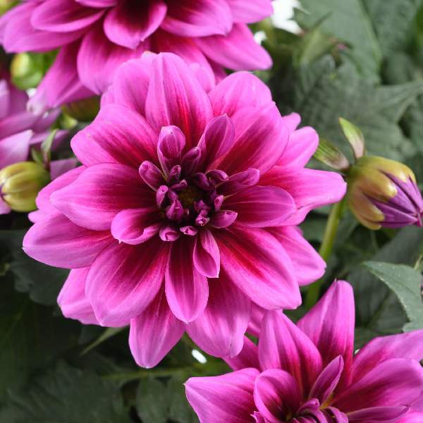 Dahlia Darlin Vintage Rose