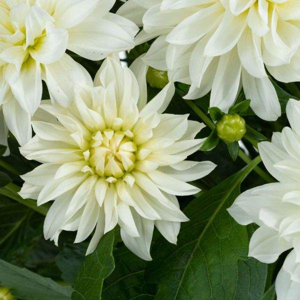 dahlia-darlin-white-dahlia-1659449613.jpg