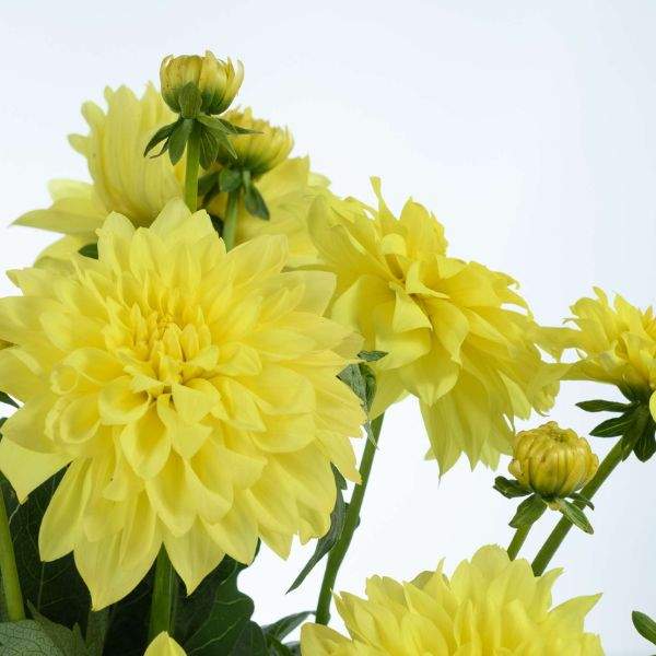 dahlia-darlin-yellow-dahlia-1659449623.jpg