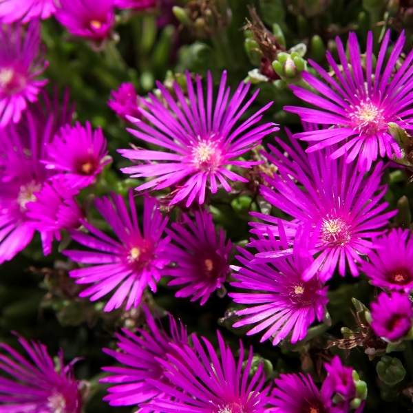 Delosperma