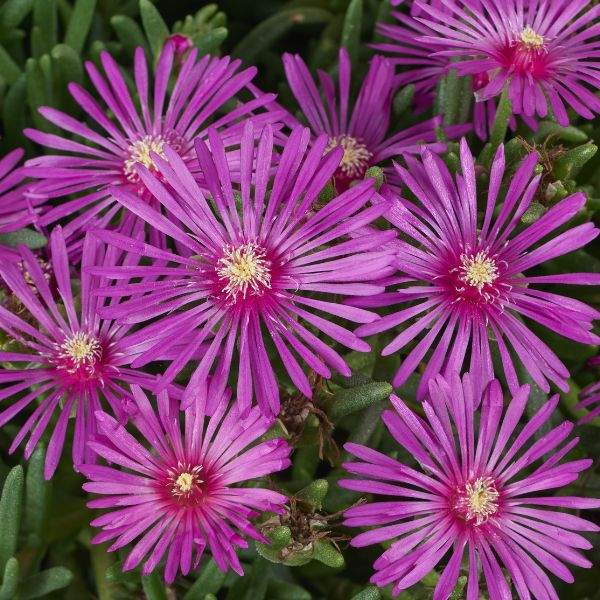 DELOSPERMA EARLY BIRD PURPLE