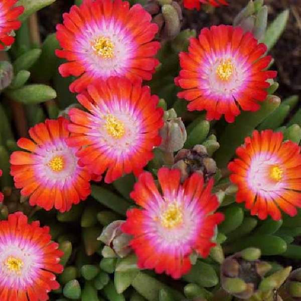 DELOSPERMA JEWEL OF DESERT GRENADE