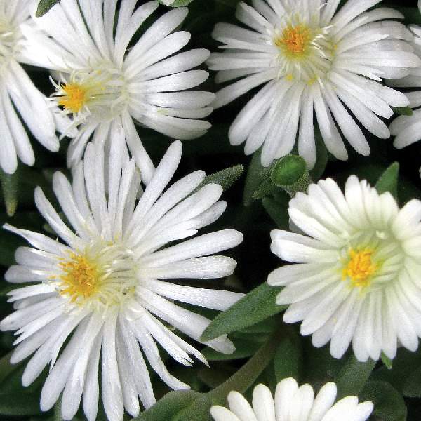 DELOSPERMA JEWEL OF DESERT MOON STONE