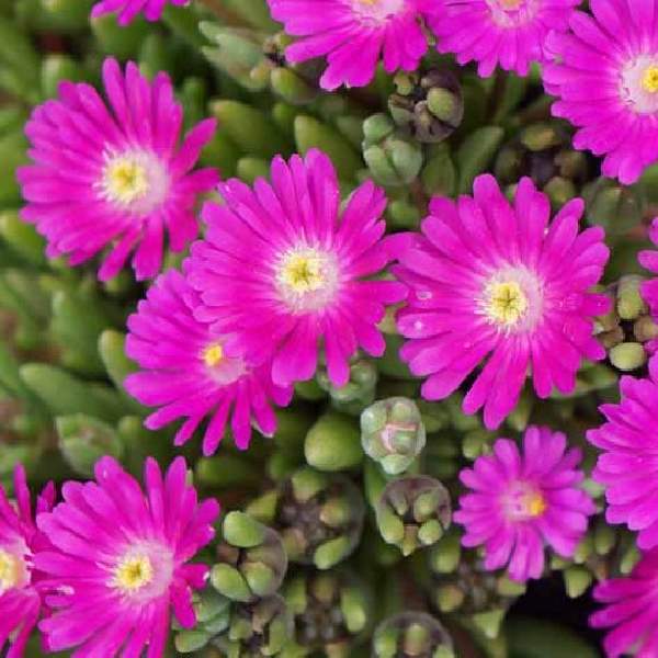 delosperma-jewel-of-desert-opal-delosperma.jpg