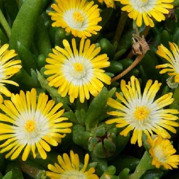 DELOSPERMA JEWEL OF DESERT PERIDOT