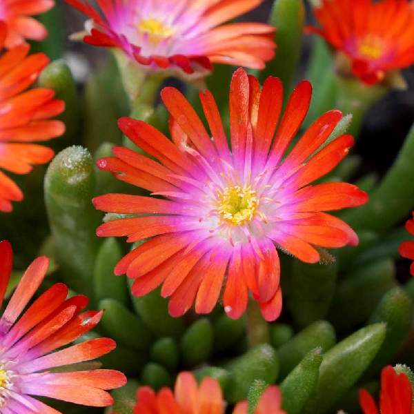 delosperma-jewel-of-desert-sunstone-delosperma.jpg