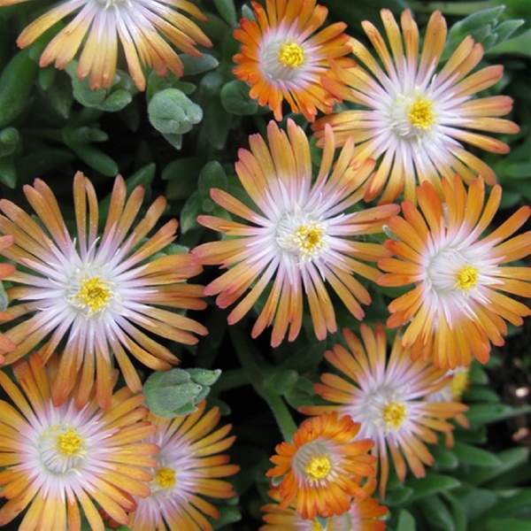 delosperma-jewel-of-desert-topaz-delosperma.jpg