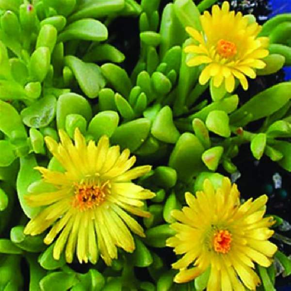 delosperma-nubigenum-yellow-delosperma.jpg