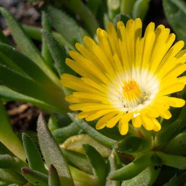 delosperma-wow-golden-delosperma-1659449767.jpg
