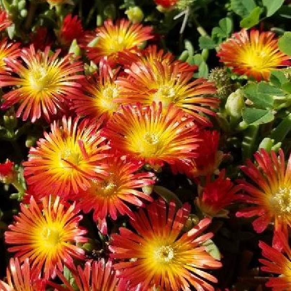DELOSPERMA WHEELS OF WONDER HOT ORANGE