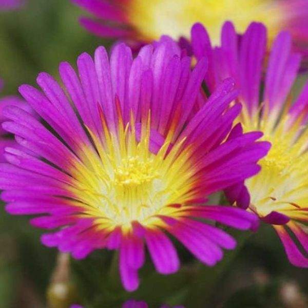 delosperma-wow-hot-pink-delosperma-1659449804.jpg