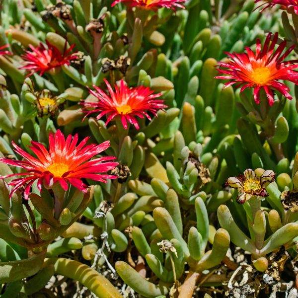 DELOSPERMA WHEELS OF WONDER HOT RED