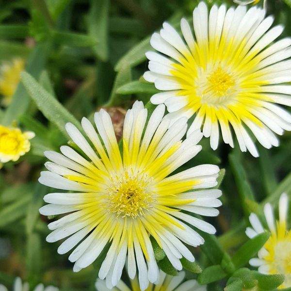 DELOSPERMA WHEELS OF WONDER LIMONCELLO