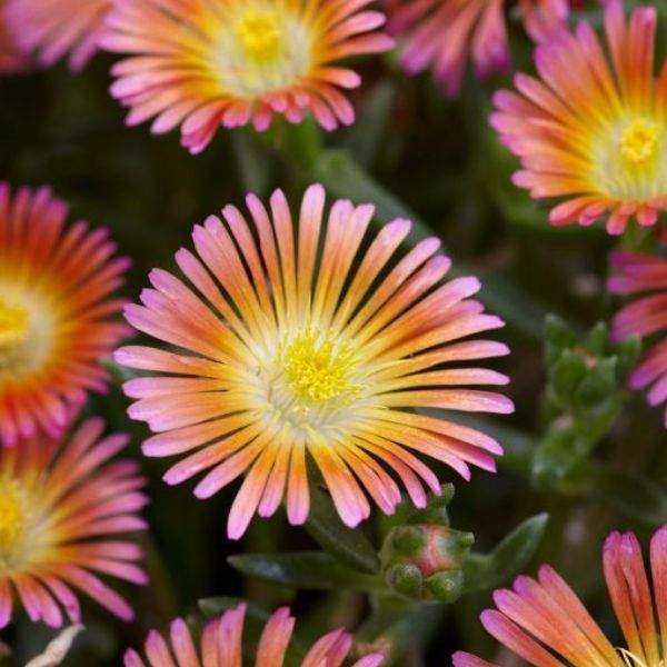 DELOSPERMA WHEELS OF WONDER SALMONY PINK
