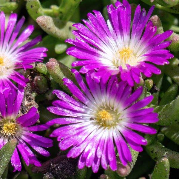 DELOSPERMA WHEELS OF WONDER VIOLET