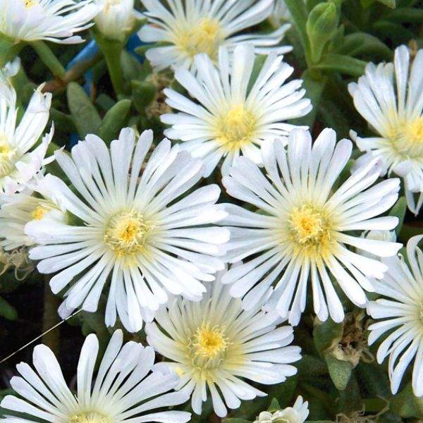 DELOSPERMA WHEELS OF WONDER WHITE