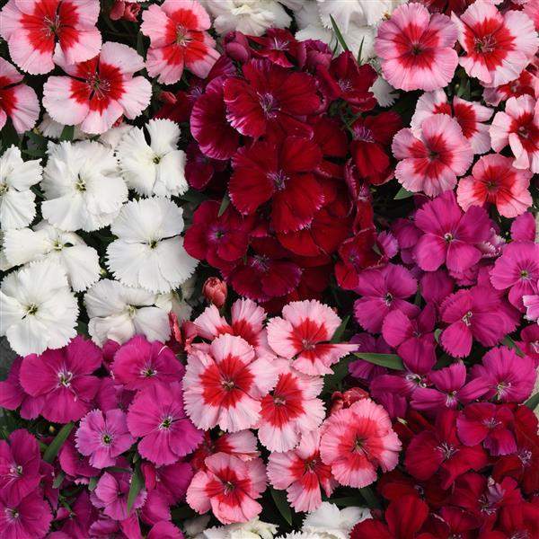 Dianthus