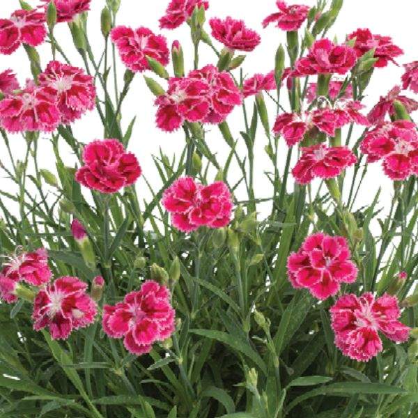 DIANTHUS DELILAH BICOLOR MAGENTA