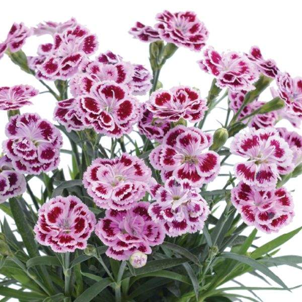 DIANTHUS DELILAH BICOLOR PURPLE