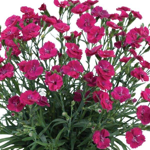 DIANTHUS DELILAH MAGENTA