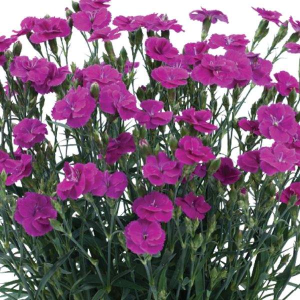 DIANTHUS DELILAH PURPLE