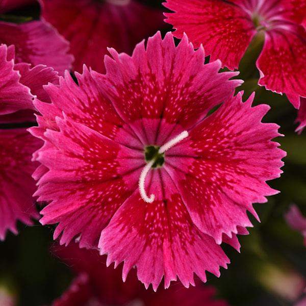 Dianthus Ideal Select Raspberry