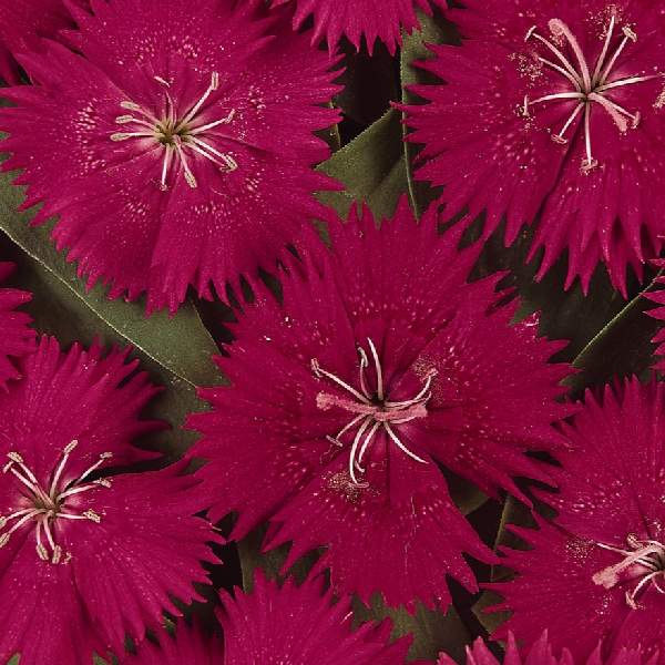 Dianthus Ideal Select Rose