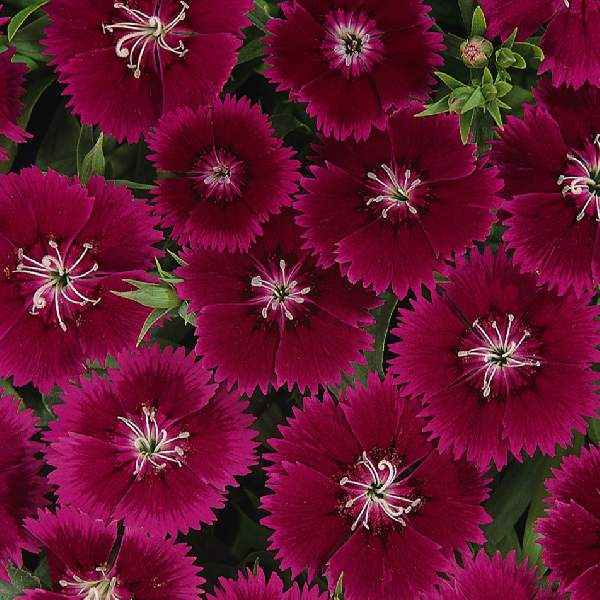 Dianthus Ideal Select Violet