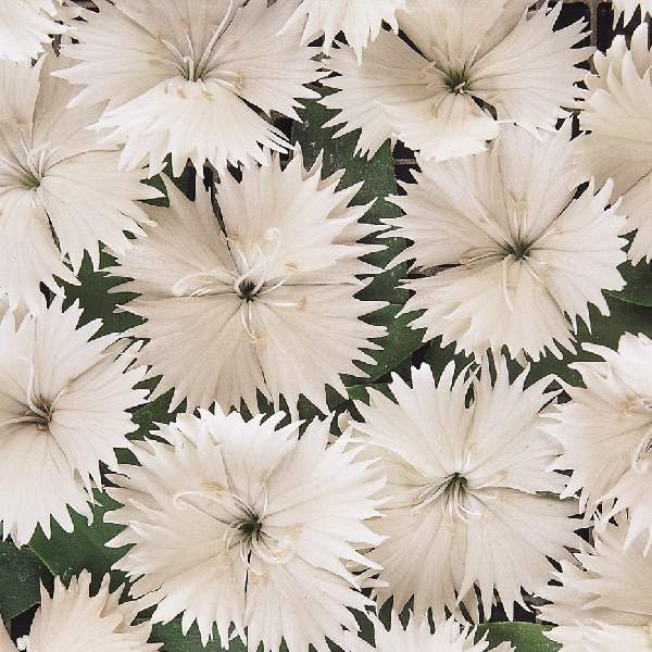 Dianthus Ideal Select White