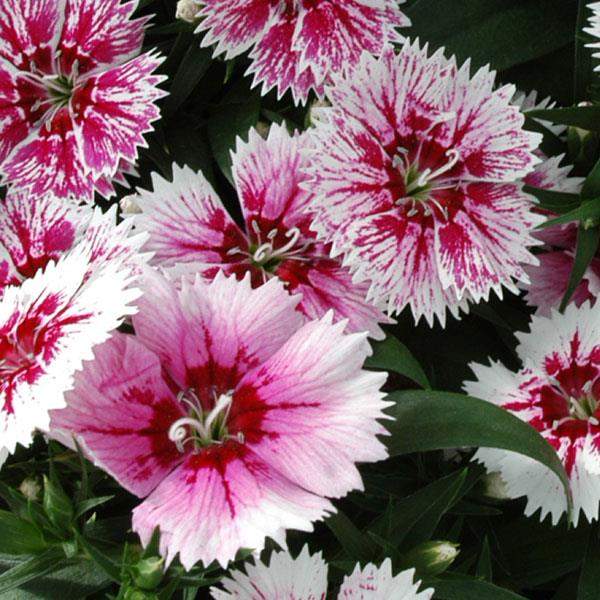 Dianthus Ideal Select White Fire