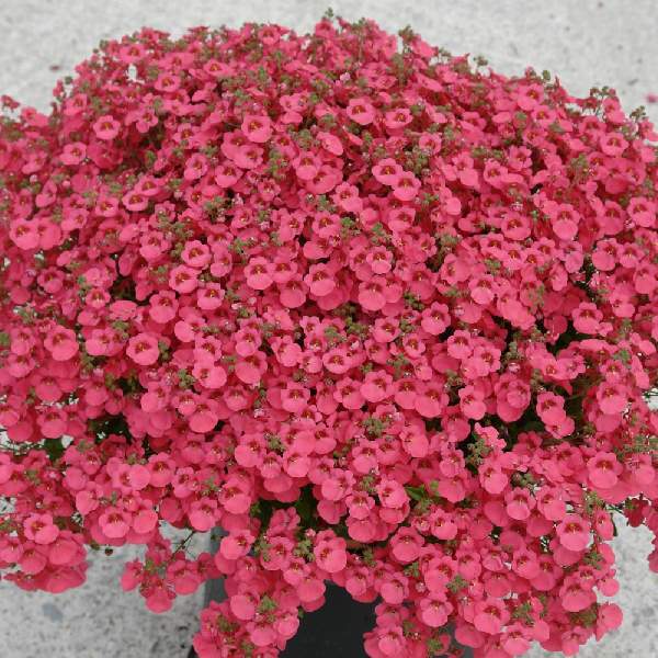 Diascia