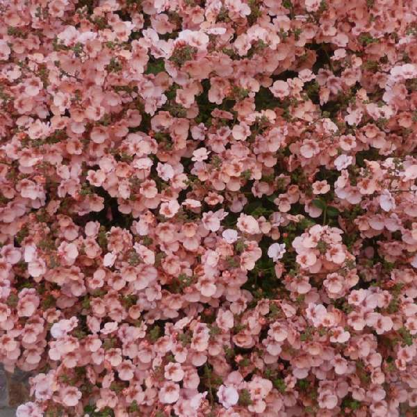 DIASCIA LITTLE DRAGON CORAL