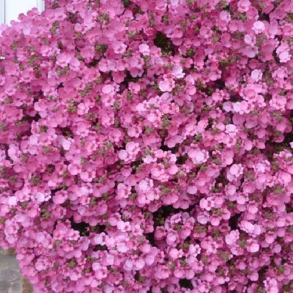 DIASCIA LITTLE DRAGON PINK