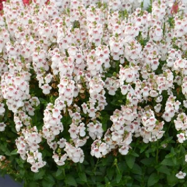 DIASCIA TOWERS OF FLOWERS CHERRY BLOSSOM
