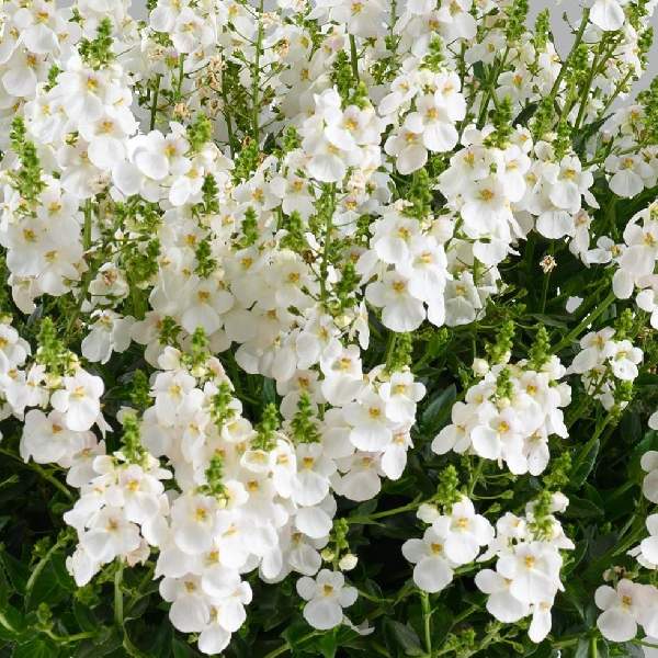 Diascia Trinity Grace