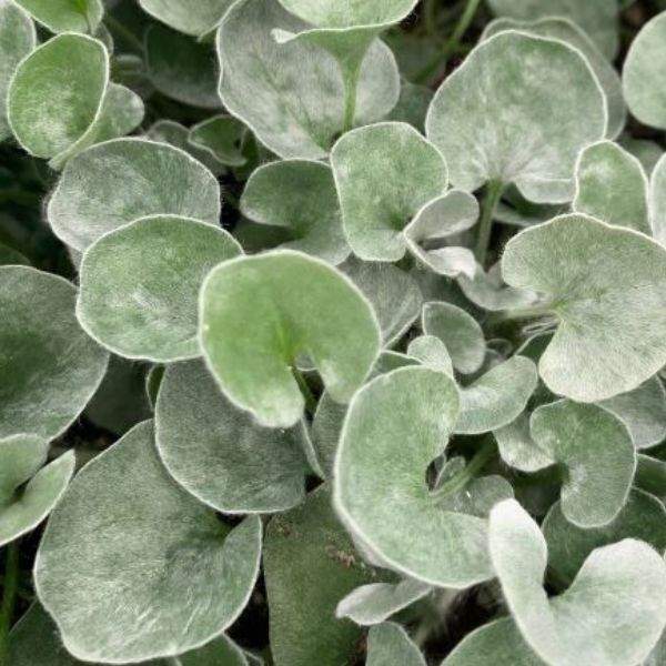 DICHONDRA SILVER NICKEL VINE