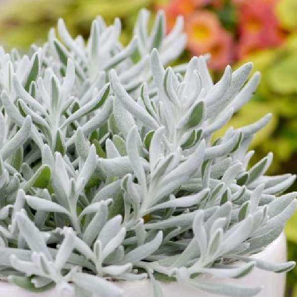 Wholesale Didelta Fancifillers Silver Strand Rooted Plugs And Liners