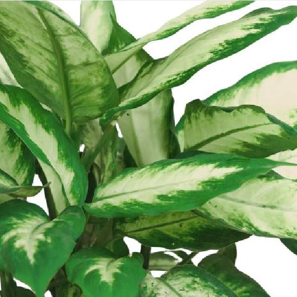 Dieffenbachia