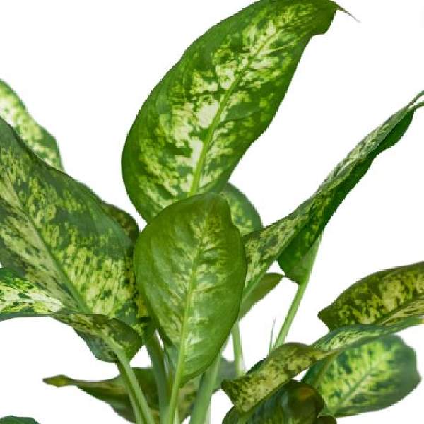 Dieffenbachia Compacta