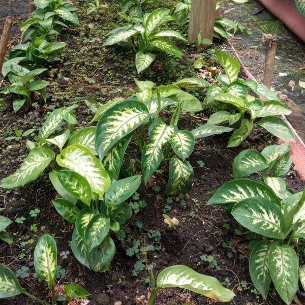 Wholesale Dieffenbachia Houseplant Starter Plants