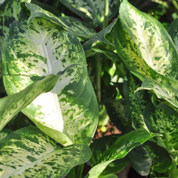 Dieffenbachia Sublime