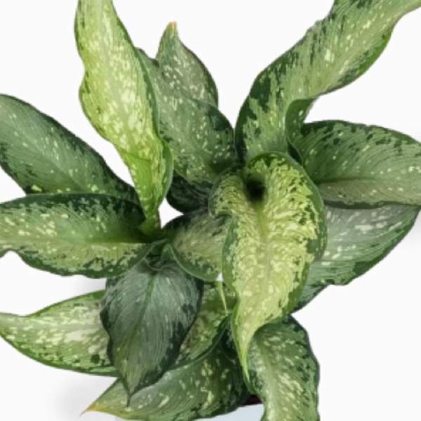 Dieffenbachia Tiki